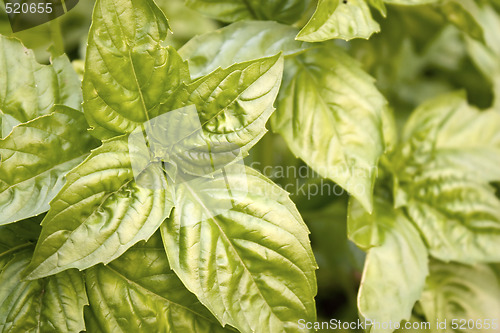 Image of Fresh Basil