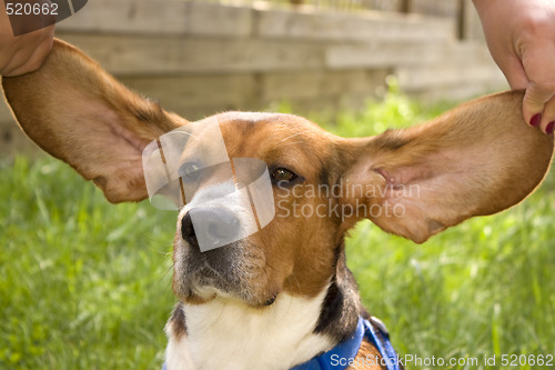 Image of Big Ear Beagle