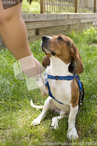 Image of Cute Beagle Dog