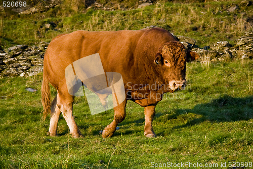 Image of Bull on green field