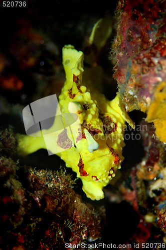 Image of Clown Anglerfish