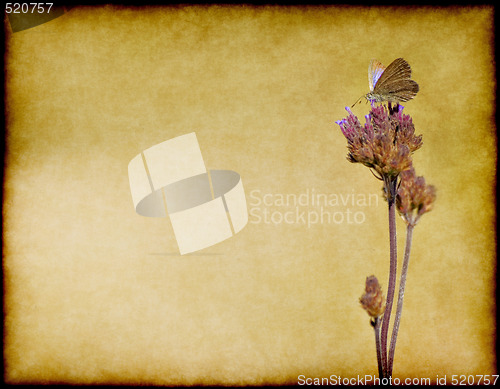 Image of butterfly on flower