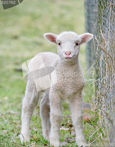 Image of cute baby lamb