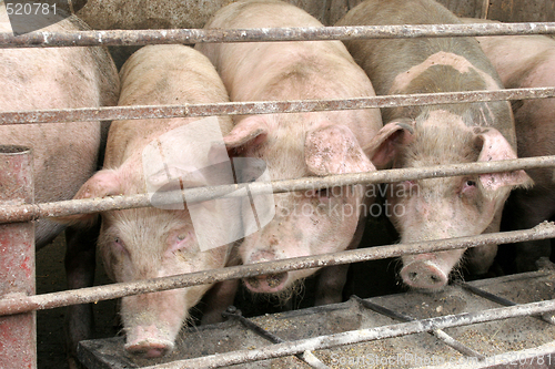 Image of pigs 