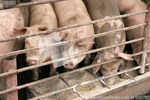 Image of pigs 