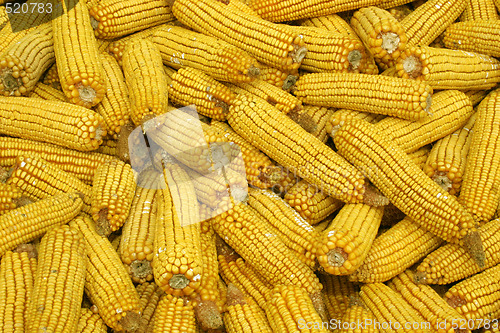 Image of corns