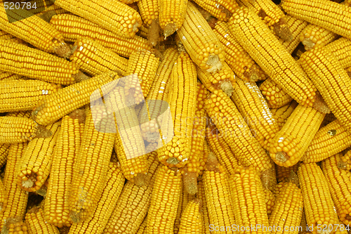 Image of corns