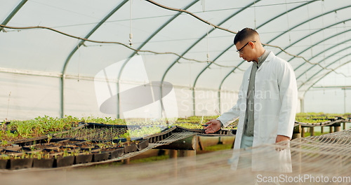 Image of Botanist, man and greenhouse for agriculture, farming and study plants or vegetables for science. Scientist, farmer or person at nursery, garden or research leaf, food experiment or ecology in nature