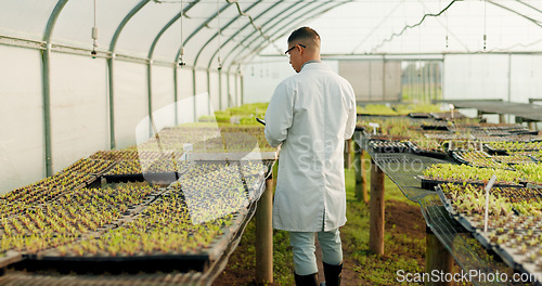 Image of Botanist, man and greenhouse for agriculture, tablet and study plants or vegetables for science. Scientist, back or farmer at nursery on tech, research leaf and food experiment for ecology in garden