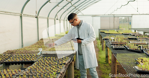 Image of Scientist, man and tablet for greenhouse plants, farming or agriculture inspection, quality assurance and check. Science expert or farmer with food security, vegetables or growth data on digital tech