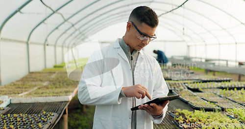 Image of Scientist, farming and tablet for greenhouse plants, agriculture inspection and quality assurance or check growth. Science expert, man or farmer with food security or vegetables data on digital tech