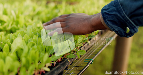 Image of Greenhouse, agriculture and hand of farmer on plants to check growth, quality assurance and food production. Sustainable business, agro farming and vegetable supplier with leaves in market inspection