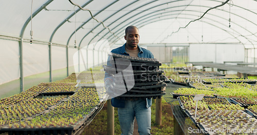 Image of Farm, agriculture or sustainability with a black man in a greenhouse to plant crops for growth in season. Nature, spring and ecology with a farmer walking on an eco friendly plantation for farming