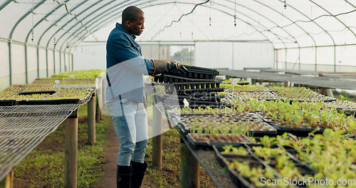Image of Greenhouse, tray and black man with plants, agriculture and harvest organic vegetables. Farming, nursery and African person in garden for ecology, growth of food and sustainability in small business