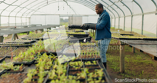 Image of Greenhouse, tray and black man with plants, farm and harvest organic vegetables. Agriculture, nursery and African person in garden for ecology, growth of food and sustainability in small business