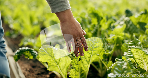 Image of Greenhouse, farming and hand of farmer on plants to check growth, quality assurance and agro food production. Sustainable business, agriculture and vegetable supplier with leaves in market inspection