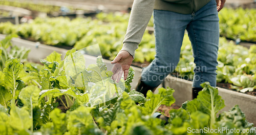 Image of Greenhouse, agriculture and hand of worker on plants to check growth, quality assurance and food production. Sustainable business, agro farming and vegetable supplier with leaves in market inspection