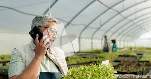 Image of Farmer, phone call and greenhouse plants, agriculture or farming communication, growth and agro business management. Senior woman, supplier or seller talking on mobile with sprout tray or gardening