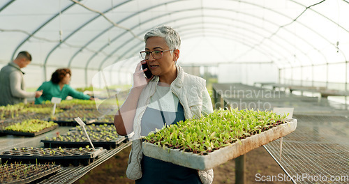 Image of Manager, phone call and greenhouse plants, farming or agriculture communication, growth and agro business management. Senior woman, farmer or supplier talking on mobile with sprout tray and gardening
