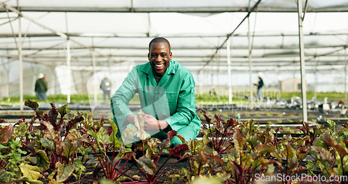 Image of Greenhouse, farmer and portrait of man with vegetables growth, sustainability and eco friendly agriculture. Black person, happy face or business owner of green grocery, healthy food or organic plant