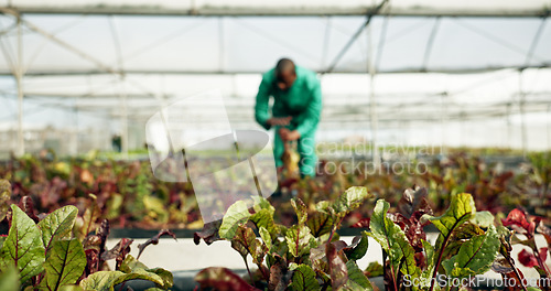 Image of Plants, farm and sustainability with a person in a greenhouse for eco friendly growth or agriculture. Blurred background, ecology and fresh produce from the earth with a farmer in the countryside