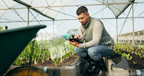 Image of Man, tablet and greenhouse plants, farming and gardening or agriculture inspection for growth data management. Manager, farmer or entrepreneur with green vegetables and typing on digital technology