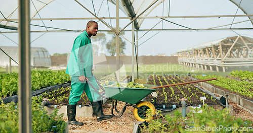 Image of Greenhouse, agriculture and farmer with wheelbarrow, plants and growth with quality in food production. Sustainable business, agro farming and vegetable supplier with leaves, tools and work in field.