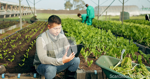 Image of Farmer, tablet and greenhouse plants, farming and gardening for agriculture, green product and business. Manager, man or entrepreneur with agro harvest or vegetables and typing on digital technology
