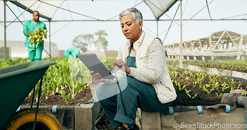 Image of Woman, tablet and greenhouse plants, farming and gardening for agriculture, green product or agro business. Senior manager or farmer typing data, digital checklist and vegetables or growth inspection