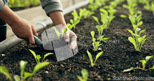 Image of Closeup, hand and soil for planting in farming, agribusiness or gardening in greenhouse for future growth. Person, worker and tool for earth, sapling or harvest of organic produce, vegetable or agro