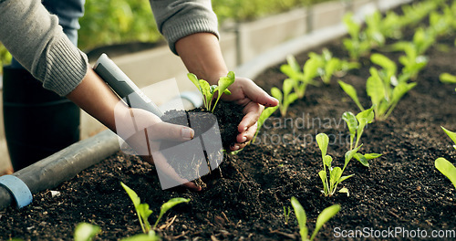 Image of Farmer hands, plants and agriculture or fertilizer for sustainability, eco friendly farming and vegetables. Person with sprout, soil and green leaves growth, gardening or development in agro business