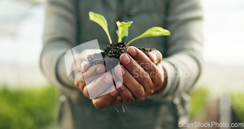 Image of Farmer hands, plants and gardening soil in sustainability, eco friendly farming and vegetables in agriculture. Worker or Person palm with sprout, growth and fertilizer for agro project in greenhouse