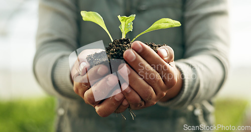 Image of Person hands, plants and gardening soil in sustainability, eco friendly farming and vegetables in agriculture. Worker or Farmer palm with sprout, growth and fertilizer for agro project in greenhouse