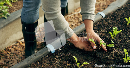 Image of Farmer hands, gardening and plants in soil for agriculture, sustainability and eco friendly farming of vegetables. Person with sprout, green growth and fertilizer or compost for growth or development