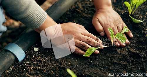 Image of Person hands, gardening and plants in soil for agriculture, sustainability and eco friendly farming of vegetables. Farmer with sprout, green growth and fertilizer or compost for growth or development