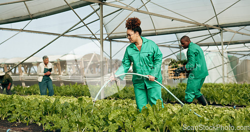 Image of Greenhouse, agro farming and employees watering plants for growth, quality and food production. Sustainable business, agriculture and vegetables, woman with water on lettuce and farm development.
