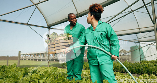 Image of Greenhouse, agriculture and employees watering plants for growth, quality and food production. Sustainable business, agro farming and vegetables, man and woman with water, lettuce and development.