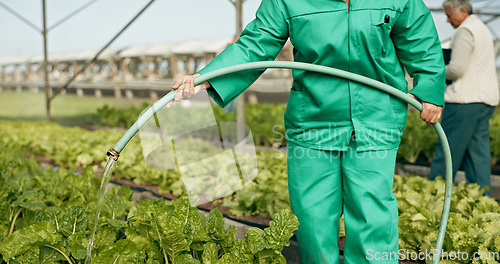 Image of Greenhouse, agriculture and hand watering plants for growth, quality and food production. Sustainable business, agro farming and vegetables, woman with water on lettuce or spinach for development.