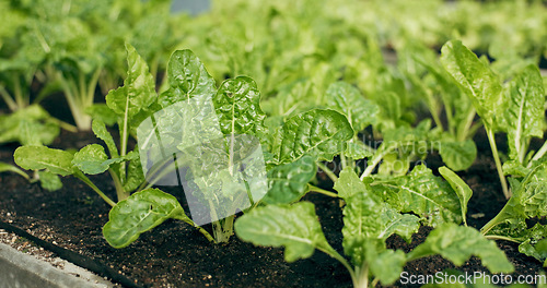 Image of Greenhouse, agriculture and vegetables with growth, quality in nature and food production supply chain. Sustainable business, agro farming and development with leaves, herbs and plants for market.