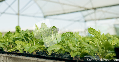 Image of Greenhouse, agro farming and plants with growth, quality in nature and food production supply chain. Sustainable business, agriculture and vegetable development with leaves, herbs or seeds for market