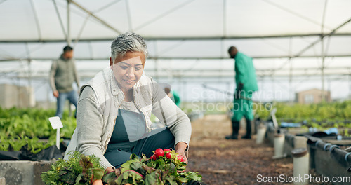 Image of Mature woman, greenhouse and planting with work and agriculture with a smile of farmer. Sustainability, plants and garden soil with agro career and farming with produce and growth inspection