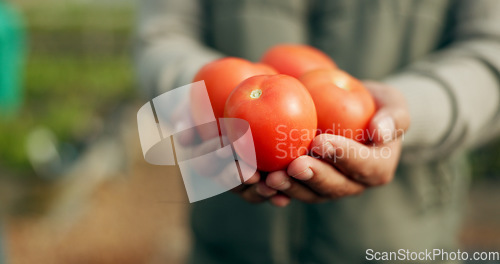 Image of Closeup, hand and tomato for harvest in farming for agro, agribusiness or sustainable development in future growth. Person, eco friendly or plant for fresh, organic or produce for nutrition in health