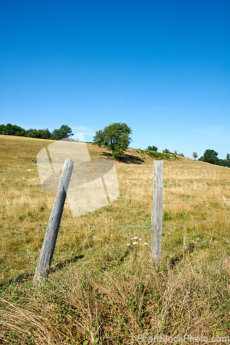 Image of Lush green grass in nature in the countryside on a quiet sunny morning. Sustainable, organic rural landscape of lawn and trees on a field. Peaceful fresh air on a calming, soothing farm