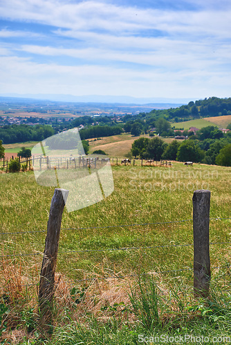 Image of Natural green forest field view with cows in nature. Beautiful hills on the countryside on a farm with animals. Blue cloudy sky setting a path surrounded by grass, leaves and wooden fence stakes.