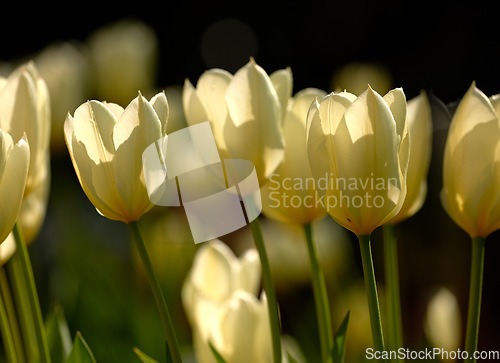 Image of Yellow garden flowers growing against a black background. Closeup of didiers tulip from the tulipa gesneriana species with vibrant petals and green stems blooming in nature on a sunny day in spring