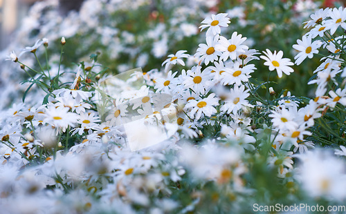 Image of White yellow daisies with morning dew in a garden. Nature landscape of many beautiful Marguerite flowers growing in a spring park. Group of wet flowering plants after watering a park in summer season