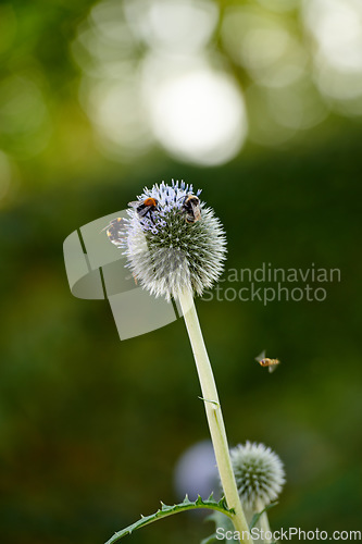 Image of Swarm of bees pollinating a wild globe thistle or echinops exaltatus flower growing in a garden outdoors. Flying insects feeding off nectar on a plant. Ecosystem and biodiversity of nature in spring