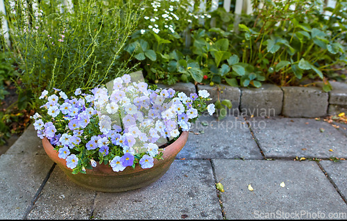 Image of Purple white Petunia flowers in a garden. Bunch of beautiful ornament pot plant on a backyard patio or porch during spring season. Pretty decoration plants for outdoor landscaping in summer