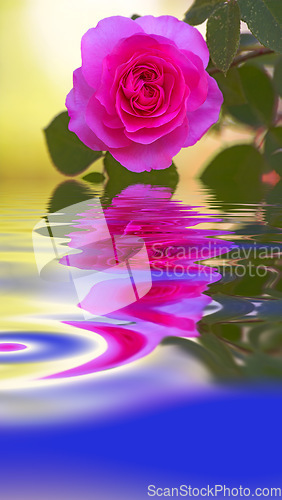 Image of Closeup of pink rose reflecting on texture water with copy space, symbolising mother nature, earth and liquid as a life source. Vibrant garden flower blossoming and blooming with hydrating fluid