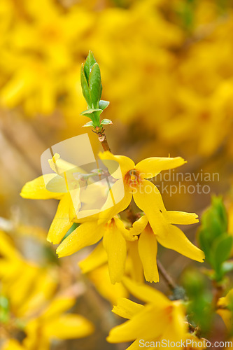 Image of Colorful yellow flowers growing in a garden. Closeup of beautiful weeping forsythia or golden bell with vibrant petals from the oleaceae species of plants blooming in nature on a sunny day in spring